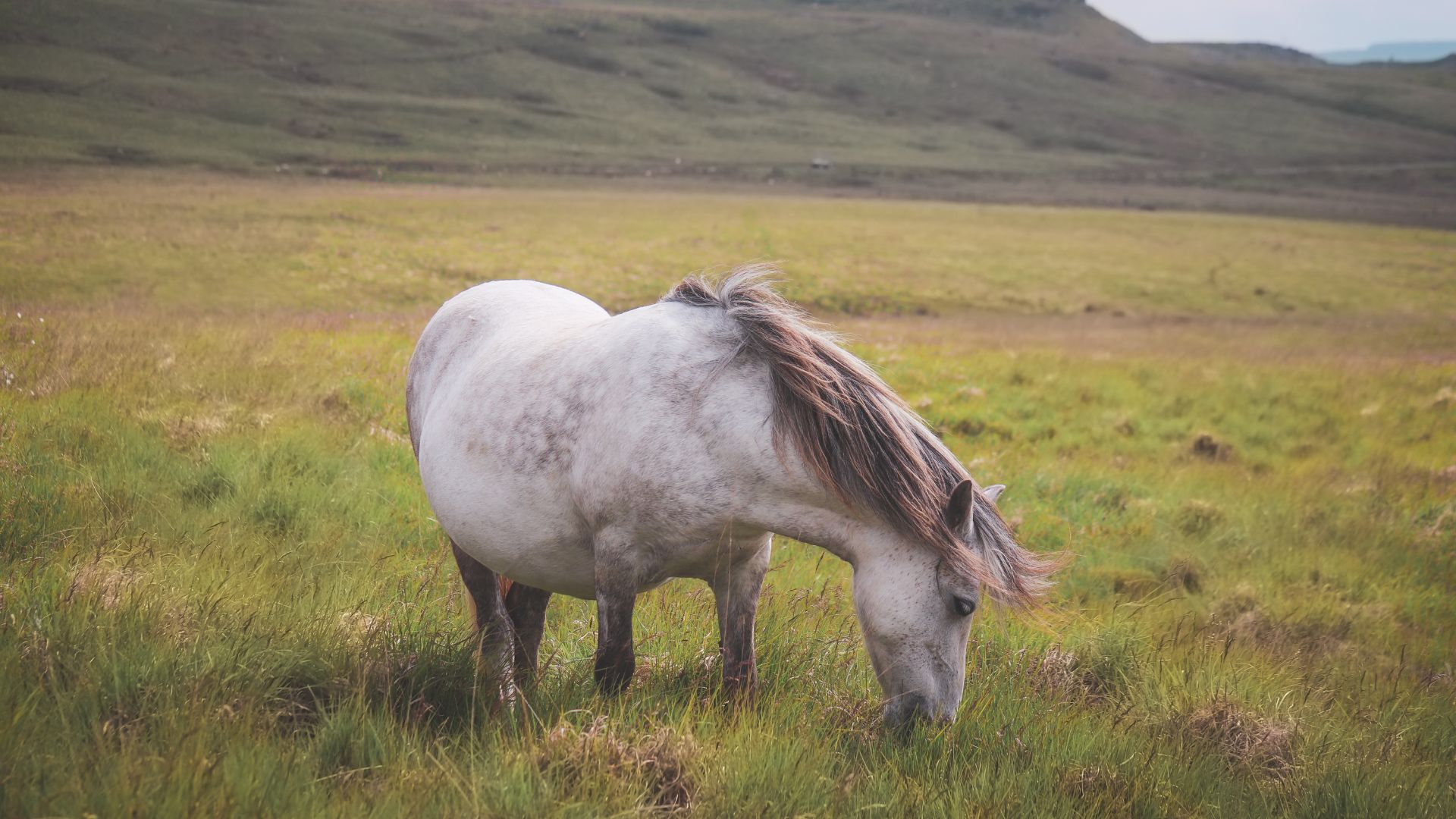 Leader de l'alimentation pour les cheveaux
